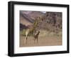 Desert Giraffe with Her Young, Namibia, Africa-Milse Thorsten-Framed Photographic Print