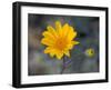 Desert Gold Wildflower, Spring, Death Valley National Park, California, USA-Jamie & Judy Wild-Framed Photographic Print