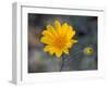 Desert Gold Wildflower, Spring, Death Valley National Park, California, USA-Jamie & Judy Wild-Framed Photographic Print