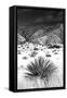 Desert Grasslands I BW-Douglas Taylor-Framed Stretched Canvas