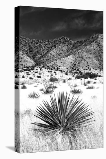 Desert Grasslands I BW-Douglas Taylor-Stretched Canvas