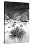 Desert Grasslands I BW-Douglas Taylor-Stretched Canvas