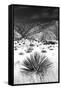 Desert Grasslands I BW-Douglas Taylor-Framed Stretched Canvas