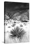 Desert Grasslands I BW-Douglas Taylor-Stretched Canvas