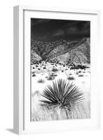 Desert Grasslands I BW-Douglas Taylor-Framed Photographic Print