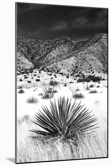 Desert Grasslands I BW-Douglas Taylor-Mounted Photographic Print