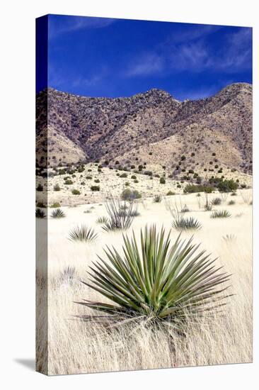 Desert Grasslands I-Douglas Taylor-Stretched Canvas