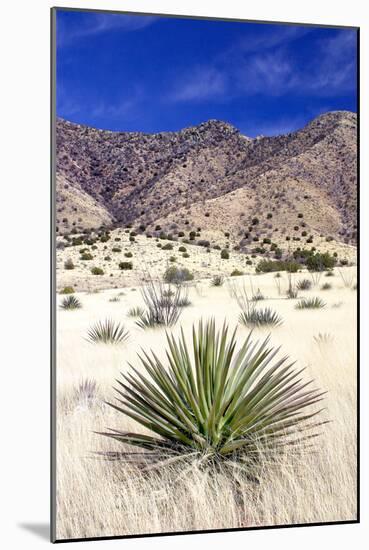 Desert Grasslands I-Douglas Taylor-Mounted Photographic Print