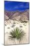 Desert Grasslands I-Douglas Taylor-Mounted Photographic Print