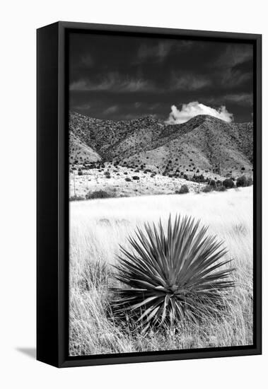 Desert Grasslands II BW-Douglas Taylor-Framed Stretched Canvas