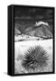 Desert Grasslands II BW-Douglas Taylor-Framed Stretched Canvas