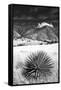 Desert Grasslands II BW-Douglas Taylor-Framed Stretched Canvas