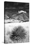 Desert Grasslands II BW-Douglas Taylor-Stretched Canvas