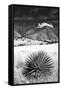 Desert Grasslands II BW-Douglas Taylor-Framed Stretched Canvas