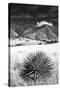 Desert Grasslands II BW-Douglas Taylor-Stretched Canvas