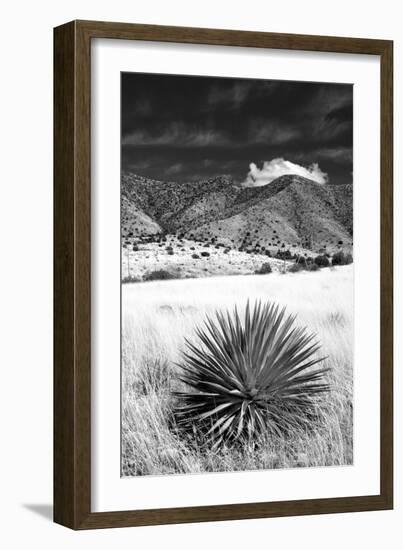 Desert Grasslands II BW-Douglas Taylor-Framed Photographic Print