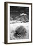 Desert Grasslands II BW-Douglas Taylor-Framed Photographic Print