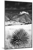 Desert Grasslands II BW-Douglas Taylor-Mounted Photographic Print