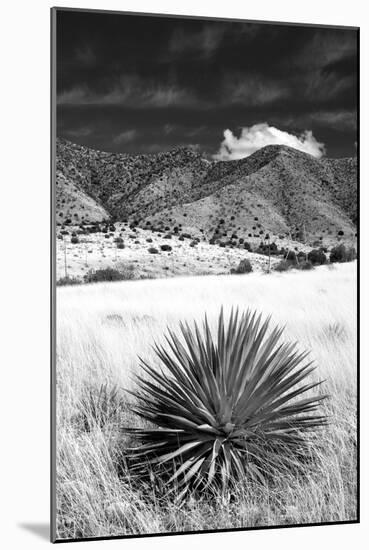 Desert Grasslands II BW-Douglas Taylor-Mounted Photographic Print