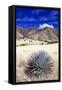 Desert Grasslands II-Douglas Taylor-Framed Stretched Canvas