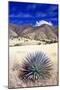 Desert Grasslands II-Douglas Taylor-Mounted Photographic Print