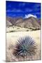 Desert Grasslands II-Douglas Taylor-Mounted Photographic Print