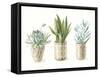 Desert Greenhouse VII-Danhui Nai-Framed Stretched Canvas