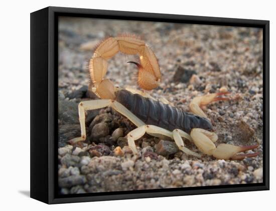 Desert Hairy Scorpion, Great Basin, Nevada, USA-Scott T^ Smith-Framed Stretched Canvas