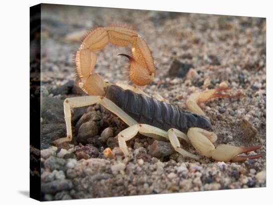 Desert Hairy Scorpion, Great Basin, Nevada, USA-Scott T^ Smith-Stretched Canvas