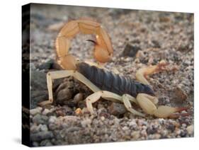 Desert Hairy Scorpion, Great Basin, Nevada, USA-Scott T^ Smith-Stretched Canvas