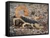 Desert Hairy Scorpion, Great Basin, Nevada, USA-Scott T^ Smith-Framed Stretched Canvas