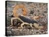 Desert Hairy Scorpion, Great Basin, Nevada, USA-Scott T^ Smith-Stretched Canvas