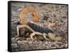 Desert Hairy Scorpion, Great Basin, Nevada, USA-Scott T^ Smith-Framed Stretched Canvas