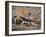 Desert Hairy Scorpion, Great Basin, Nevada, USA-Scott T^ Smith-Framed Premium Photographic Print