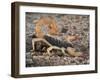 Desert Hairy Scorpion, Great Basin, Nevada, USA-Scott T^ Smith-Framed Photographic Print