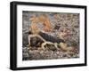 Desert Hairy Scorpion, Great Basin, Nevada, USA-Scott T^ Smith-Framed Photographic Print