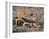 Desert Hairy Scorpion, Great Basin, Nevada, USA-Scott T^ Smith-Framed Photographic Print