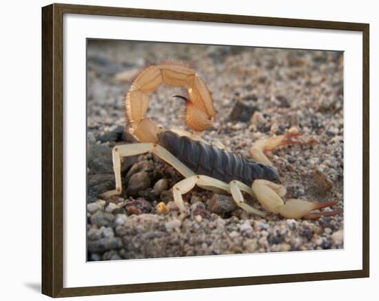 Desert Hairy Scorpion, Great Basin, Nevada, USA-Scott T^ Smith-Framed Photographic Print