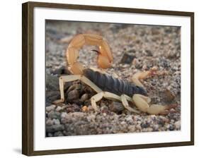 Desert Hairy Scorpion, Great Basin, Nevada, USA-Scott T^ Smith-Framed Photographic Print