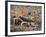 Desert Hairy Scorpion, Great Basin, Nevada, USA-Scott T^ Smith-Framed Photographic Print