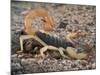 Desert Hairy Scorpion, Great Basin, Nevada, USA-Scott T^ Smith-Mounted Photographic Print