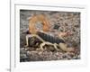 Desert Hairy Scorpion, Great Basin, Nevada, USA-Scott T^ Smith-Framed Photographic Print