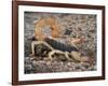 Desert Hairy Scorpion, Great Basin, Nevada, USA-Scott T^ Smith-Framed Photographic Print