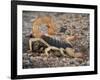 Desert Hairy Scorpion, Great Basin, Nevada, USA-Scott T^ Smith-Framed Photographic Print