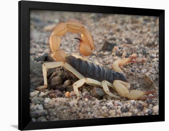 Desert Hairy Scorpion, Great Basin, Nevada, USA-Scott T^ Smith-Framed Photographic Print