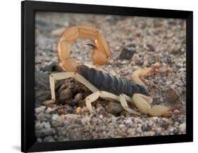 Desert Hairy Scorpion, Great Basin, Nevada, USA-Scott T^ Smith-Framed Photographic Print