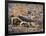 Desert Hairy Scorpion, Great Basin, Nevada, USA-Scott T^ Smith-Framed Photographic Print