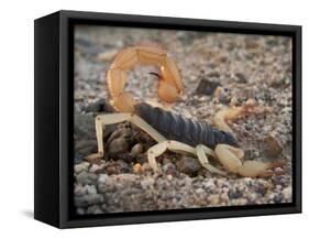 Desert Hairy Scorpion, Great Basin, Nevada, USA-Scott T^ Smith-Framed Stretched Canvas
