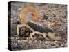 Desert Hairy Scorpion, Great Basin, Nevada, USA-Scott T^ Smith-Stretched Canvas