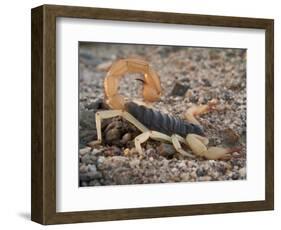 Desert Hairy Scorpion, Great Basin, Nevada, USA-Scott T^ Smith-Framed Photographic Print